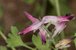 Ramping fumitory